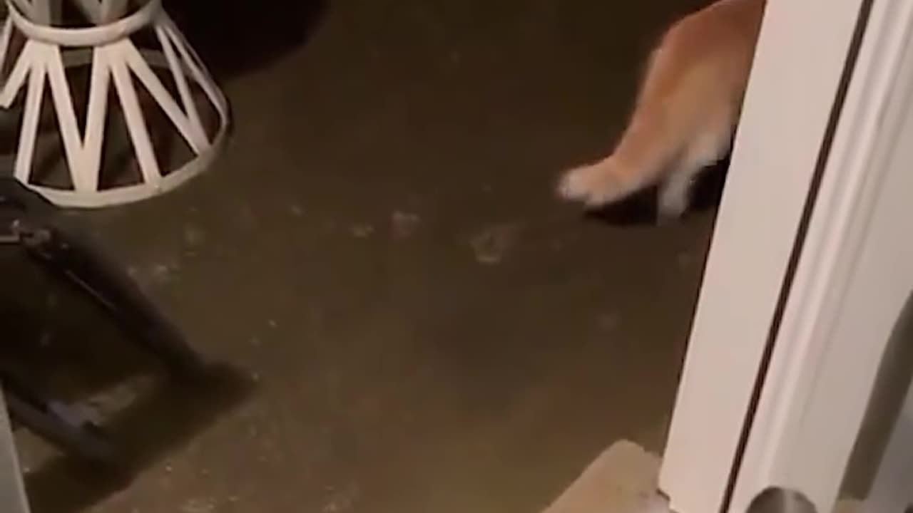 cat is having fun with its owner