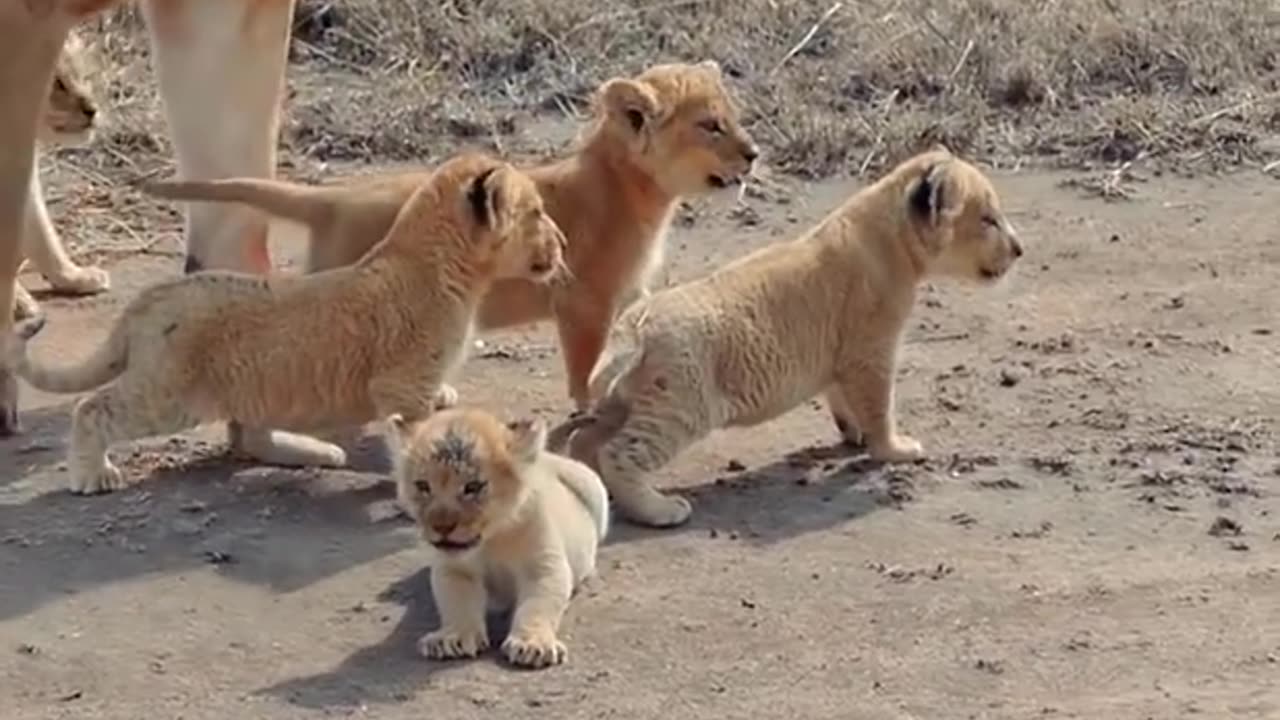 Cute baby lion cubs