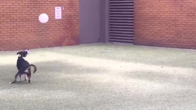This dog can play soccer for the national team