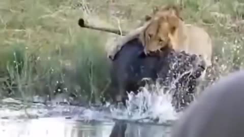 Animal war
