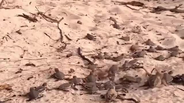Cute little turtle