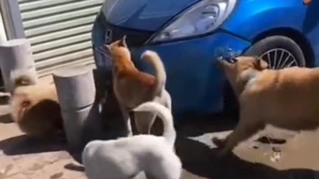 Dogs Behaving Funny