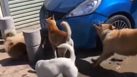 Dogs Behaving Funny