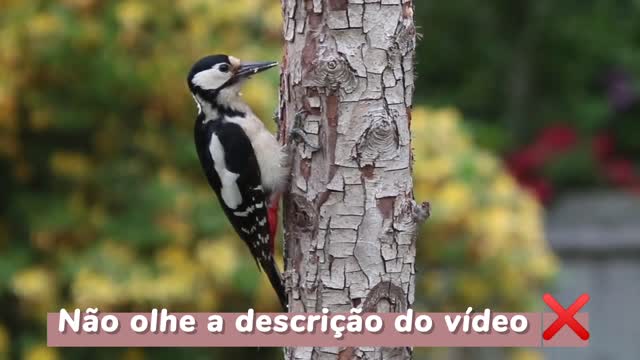 Maravilhas da Natureza/ Mundo de Belezas