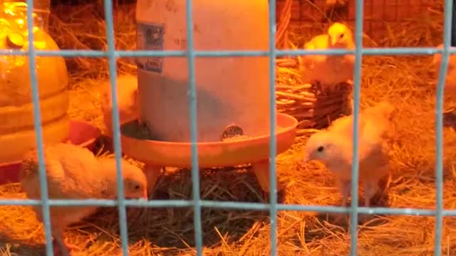 Baby chicks liking their coop