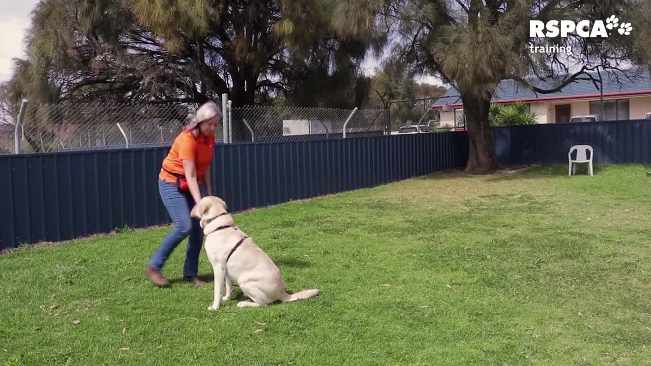 Free Dog Training Video - Teaching Your Dog to Sit!