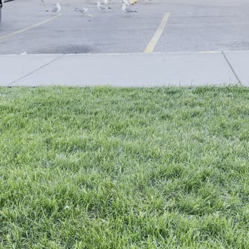 Seagulls and bread 🥖