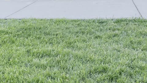 Seagulls and bread 🥖