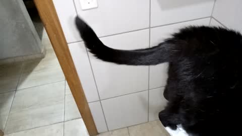 Vídeo de gatinho