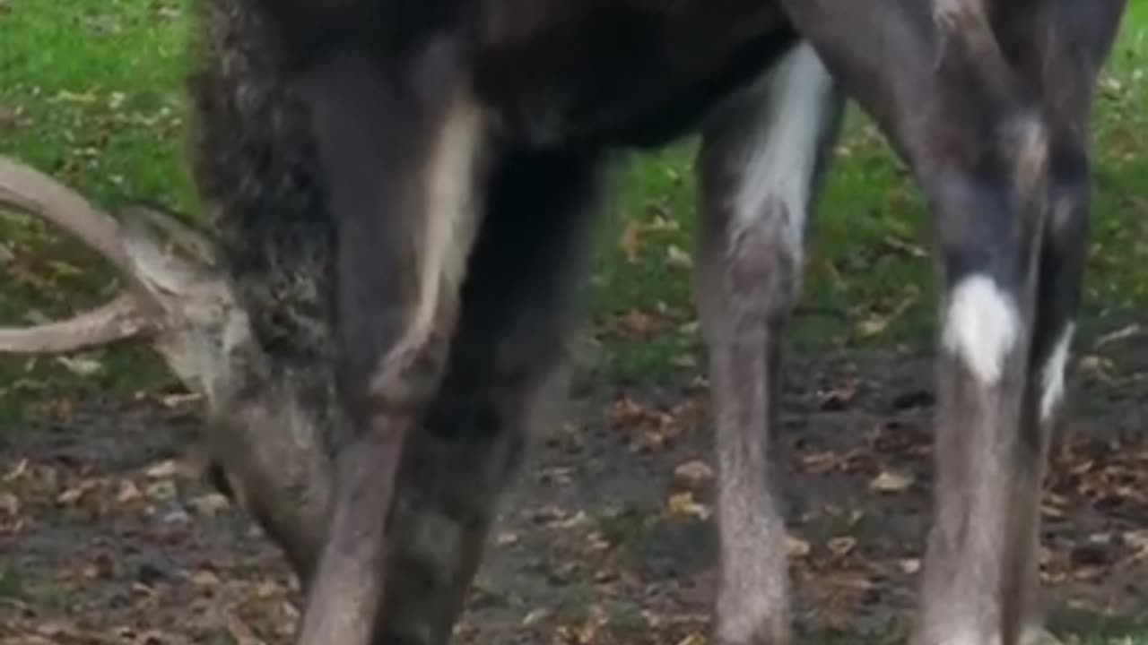 Big horned deer 🦌#shorts #short #shortsfeed #youtubeshorts #viral #animals #wildlife #wildanimal