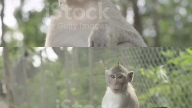 Best funny animals video's 2022😜🐒