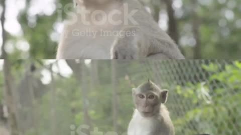 Best funny animals video's 2022😜🐒