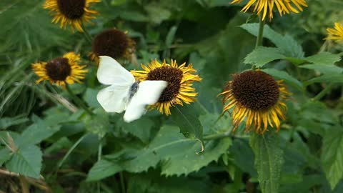 Slow motion butterfly