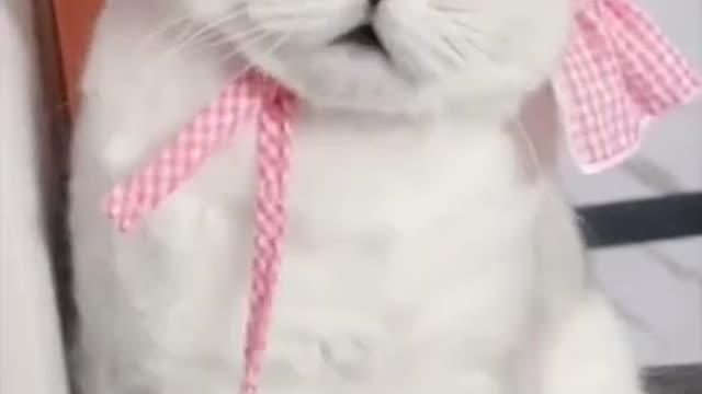 Super funny cat video