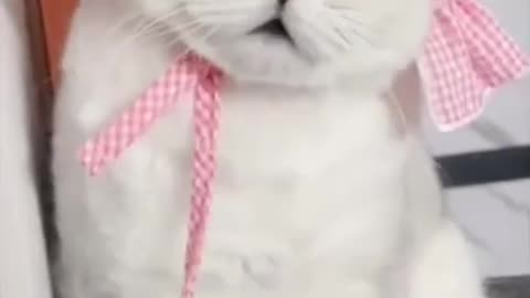 Super funny cat video