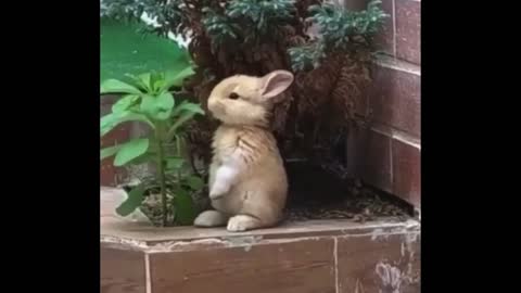 Most Funny Animals Compilation Ever