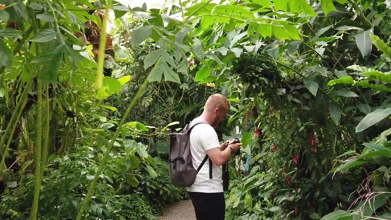 Amazon forest video watch full video in HQ