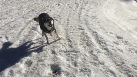 Snow Zoomies!