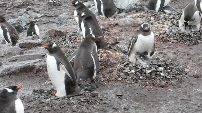 Gentoo penguin collecting stones - watch now