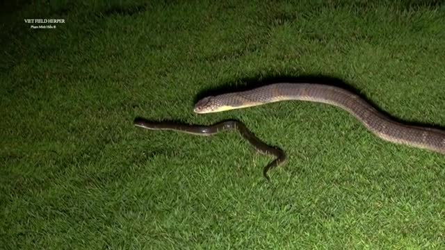 King cobra vs rice snake