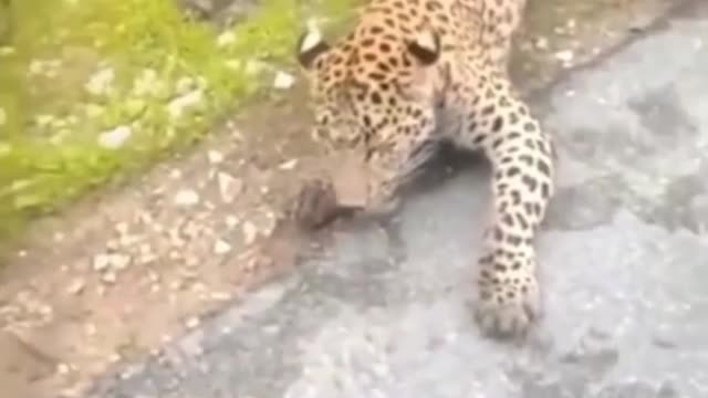 Man pulls leopard by tail, everyone asks 'who is the animal'