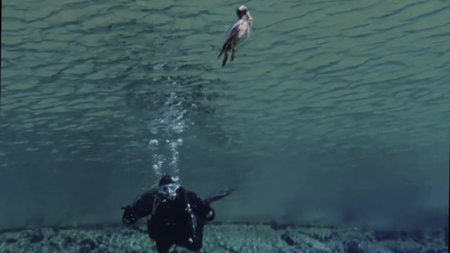 Bird Joins Scuba Divers Underwater