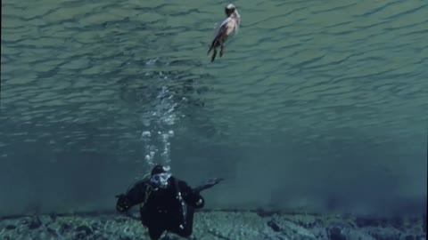 Bird Joins Scuba Divers Underwater