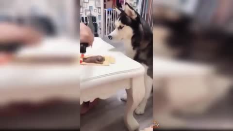 Funny Dog reactions - slicing dog cake