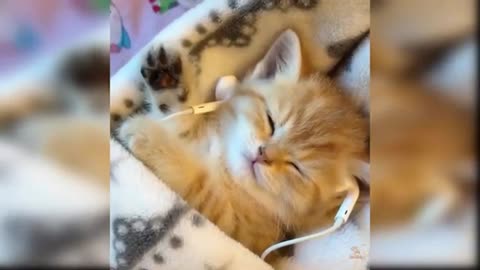 Baby Cats Cute and Funny Cat Videos 001