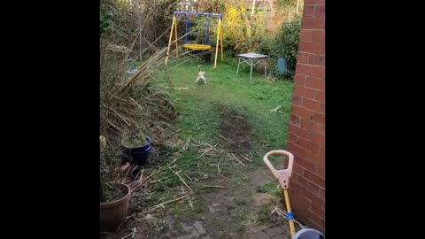 Cute dog tries to scare cat end badly....