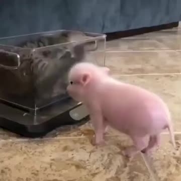 The cat plays with a mini pig
