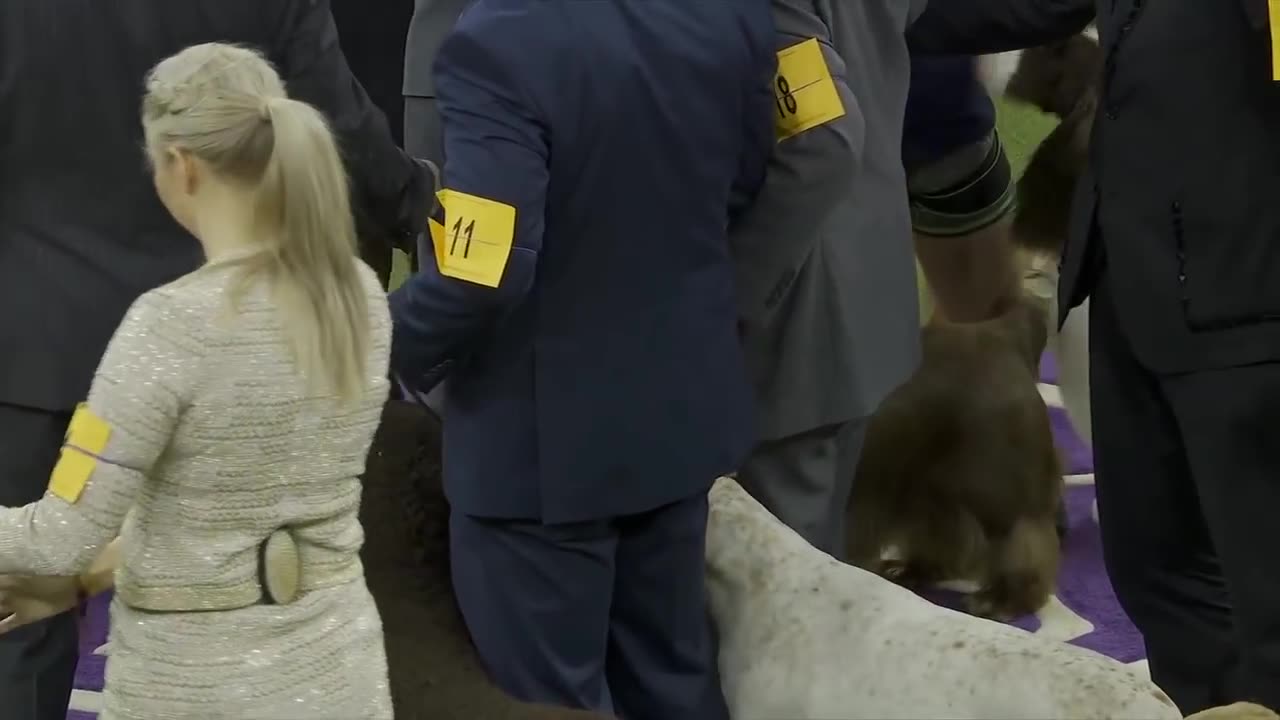 Bean the Sussex Spaniel wins the 2019 Westminster Kennel Club Dog Show Sporting Group | FOX SPORTS