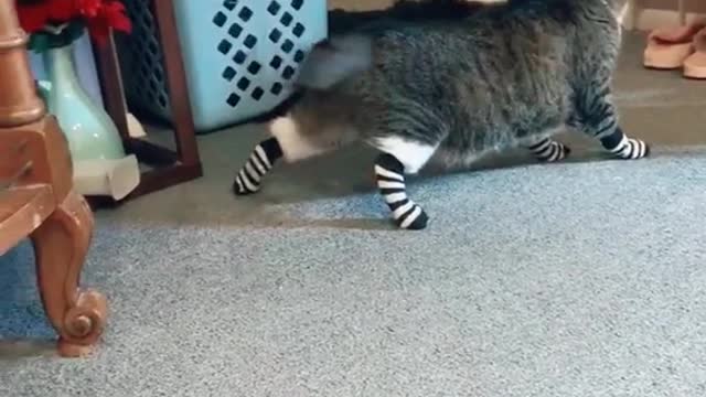 Cute and Funny Cat Videos Compilation - PART 64