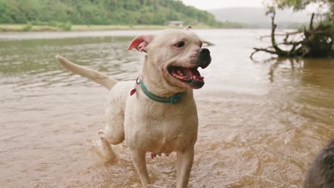 Funny quarrel between two dog