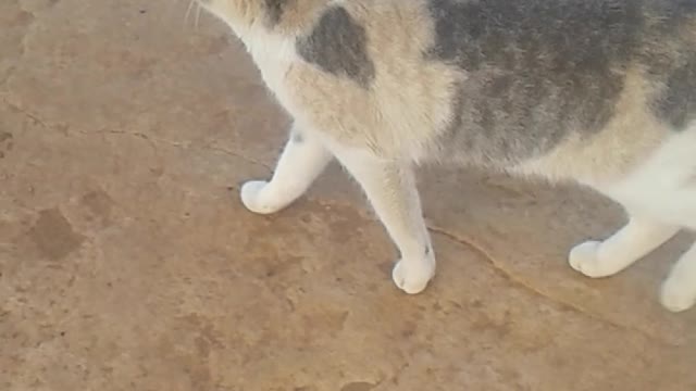 Funny cat Watch Until The End! Don't Mess With These Pets