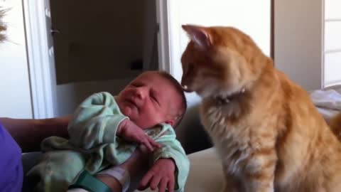 BABIES REACTING TO MEETING CAT PETS FIRS TIME // PART 1 // FUN VIDEO