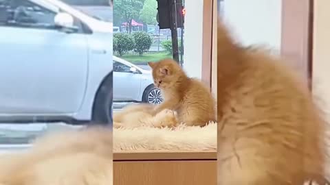 Cats in love