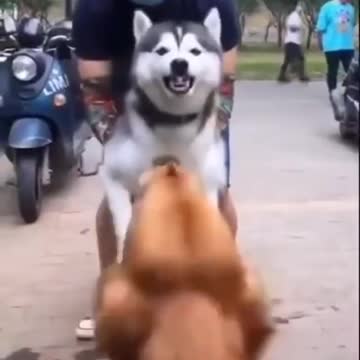 Husky dog ​​barking at another dog in the street in amazement of its owner