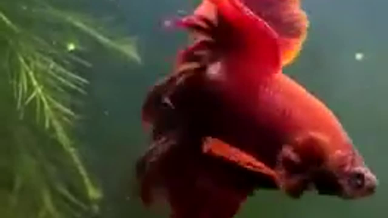 Betta_fish_video