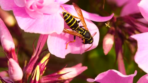 Wasp standin on a pink petal