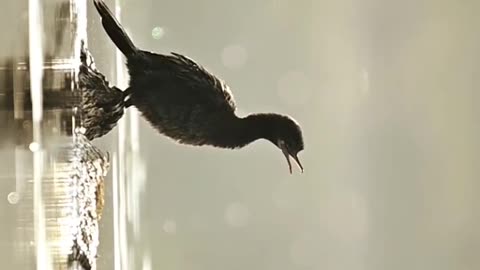 Wildlife's & Funs