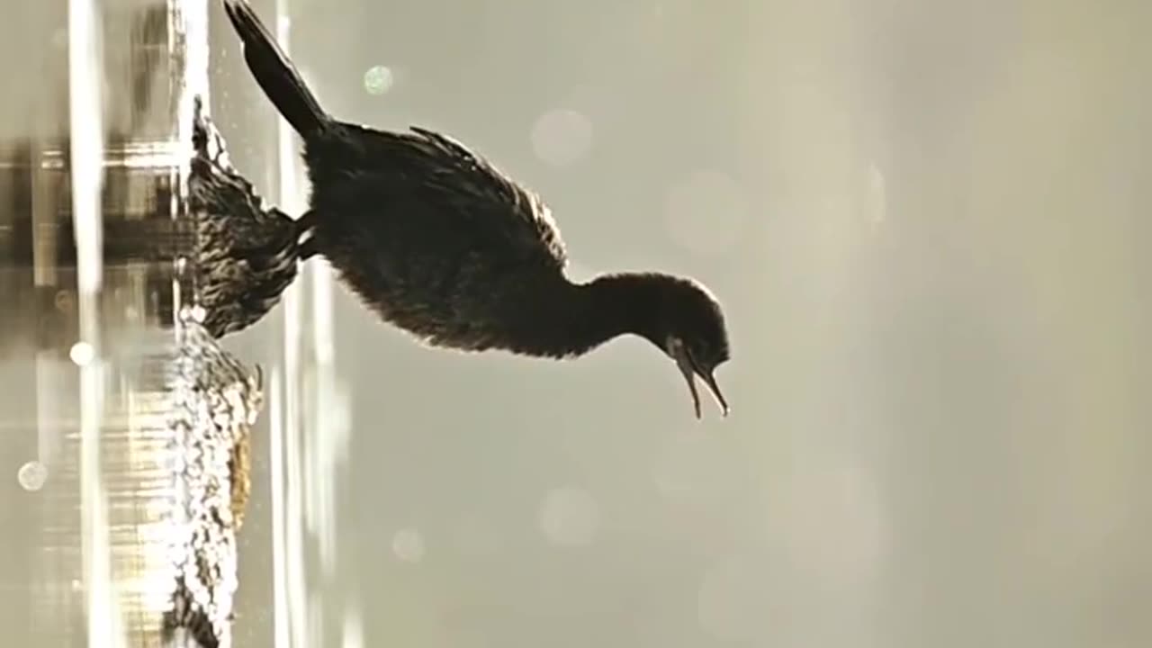 Wildlife's & Funs
