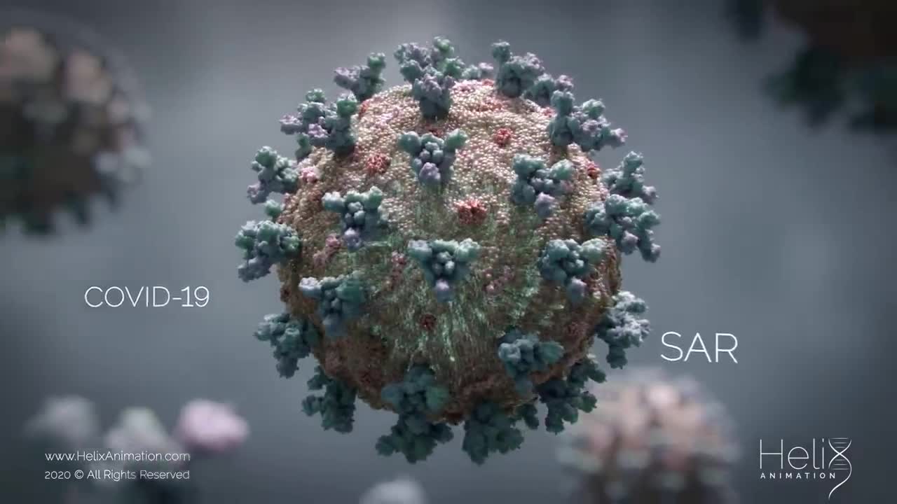 3D Animation: SARS-CoV-2 virus transmission leading to COVID-19