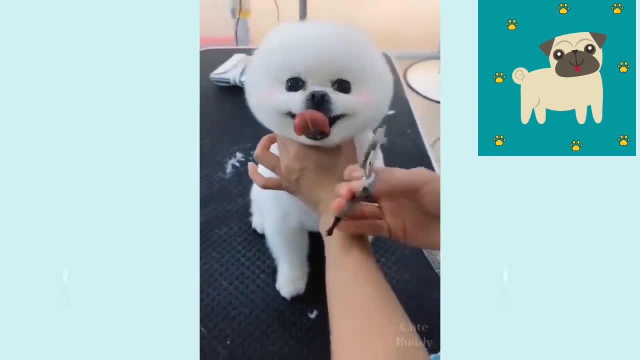 Cute Puppies | Cute and Funny Dogs Compilation