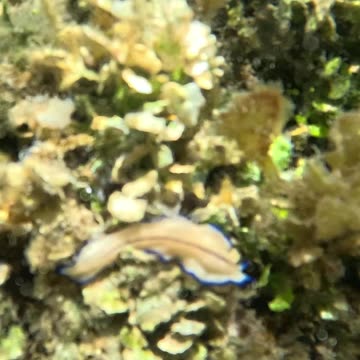 Underwater world, Wow, I found a Blue Lined Flatworm