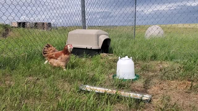 Faverolles chicks and mama 2