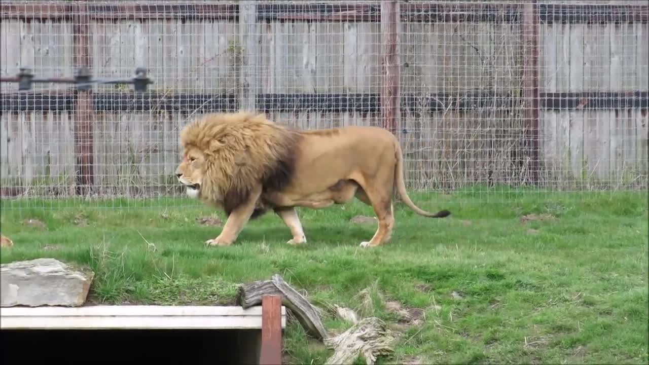 World king lion