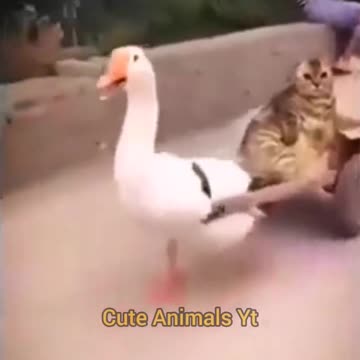 Cat And Duck Long Drive | Duck Driving | Cat Viral Video | Cat And Duck | Cute Animals Yt #shorts