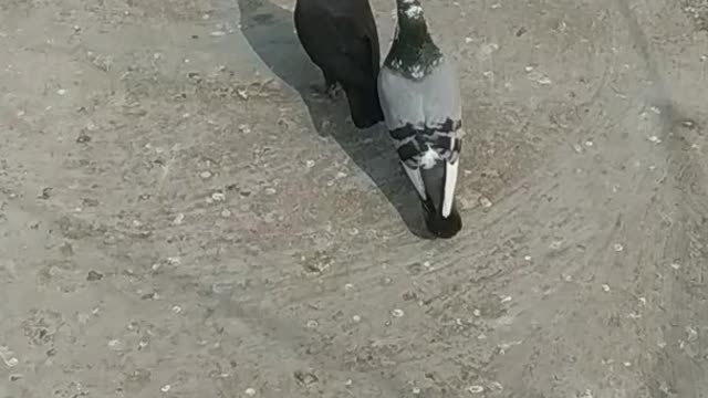 Pigeon