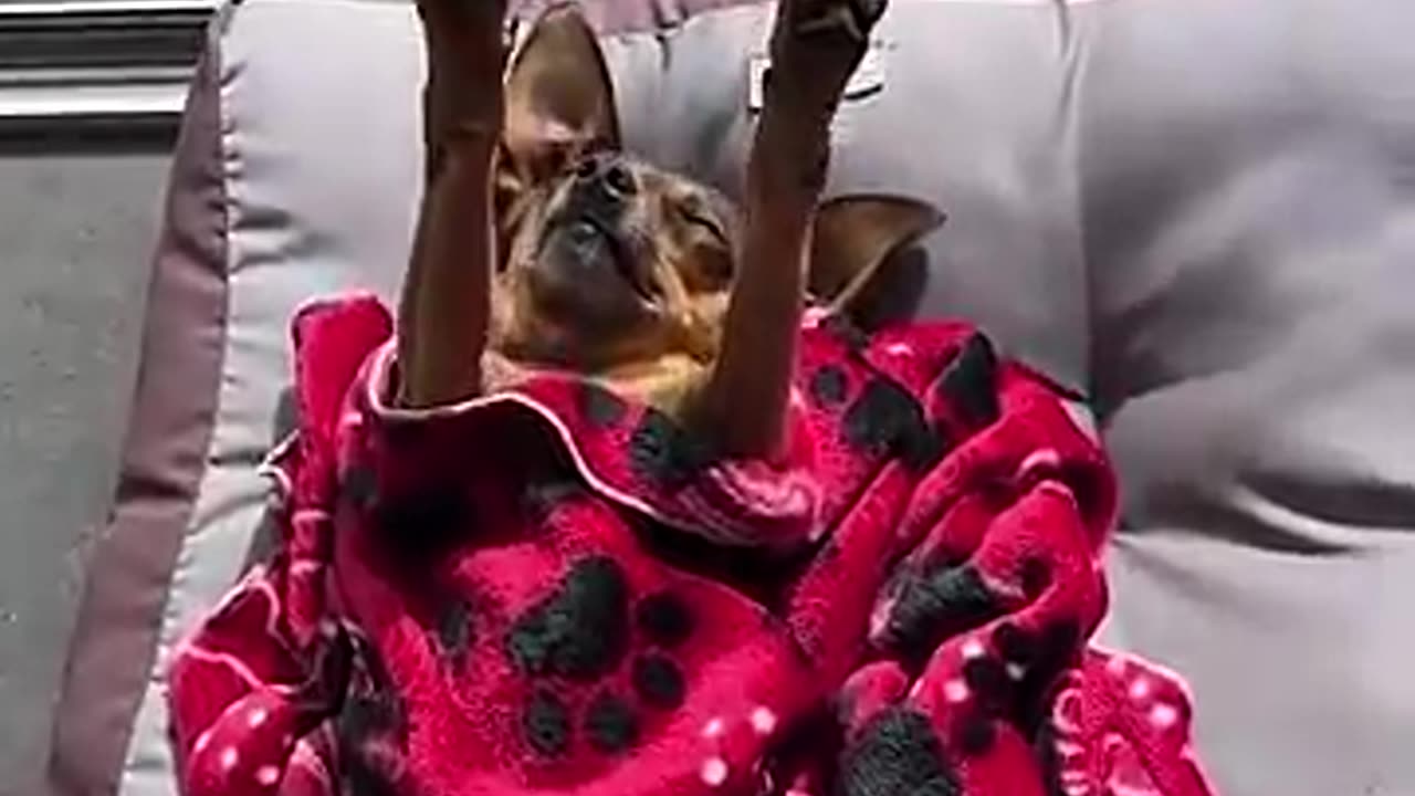 Check out these dog and try not to laugh